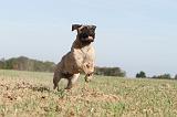 BULLMASTIFF 112